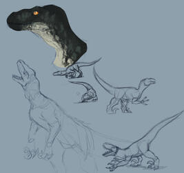 Raptor sketches